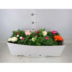 Ranunculus  'Sprinkles'