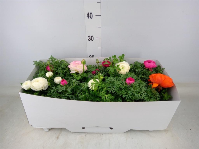 <h4>Ranunculus  'Sprinkles'</h4>