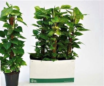 <h4>Epipr Mosstok 10 Stek 80cm Mos</h4>