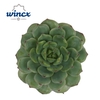 Echeveria Derenbergii Green Cutfl Wincx-5cm