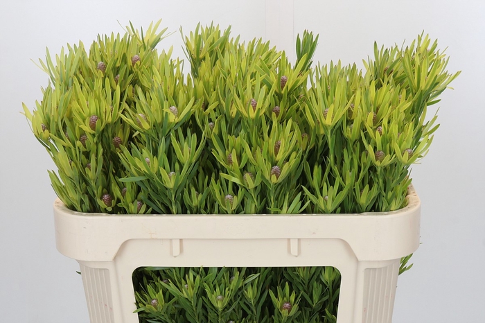 Leucadendron Lime Green Spray