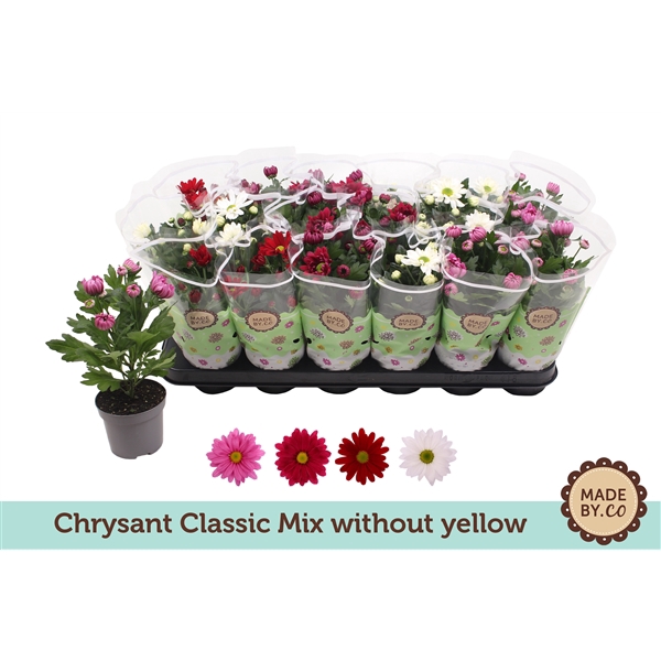 <h4>Chrysant Classic Mix - without yellow</h4>