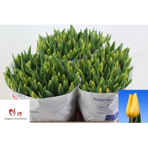 Tulipa si strong gold