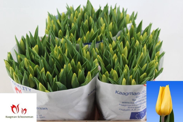 <h4>Tulipa si strong gold</h4>