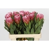 Protea Carnival