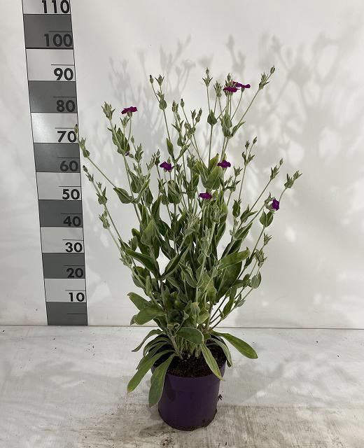 LYCH CORONARIA
