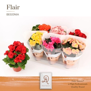 Begonia Mix P14 Dolc'Amore® Zonder Wit