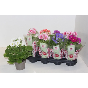 PRIM OB SWEETK A GEM