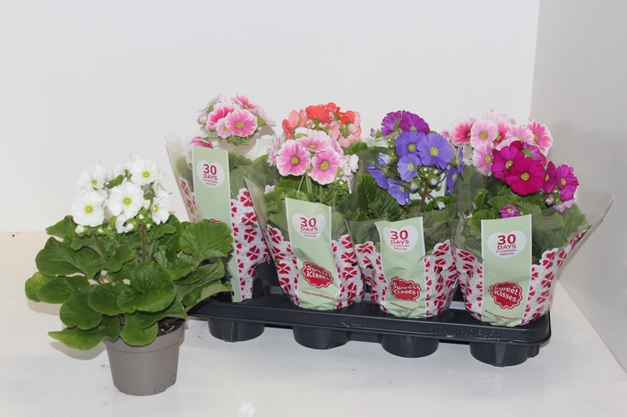 <h4>PRIM OB SWEETK A GEM</h4>