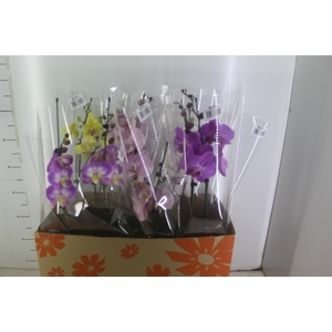 PHALAENOPSIS P15 2 HT