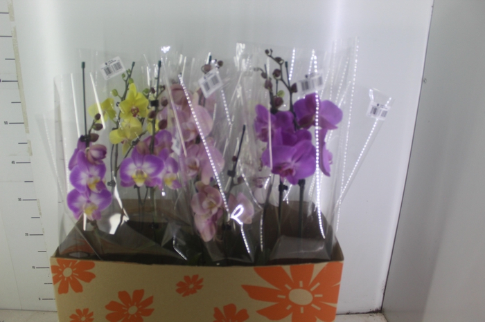 <h4>PHALAENOPSIS P15 2 HT</h4>