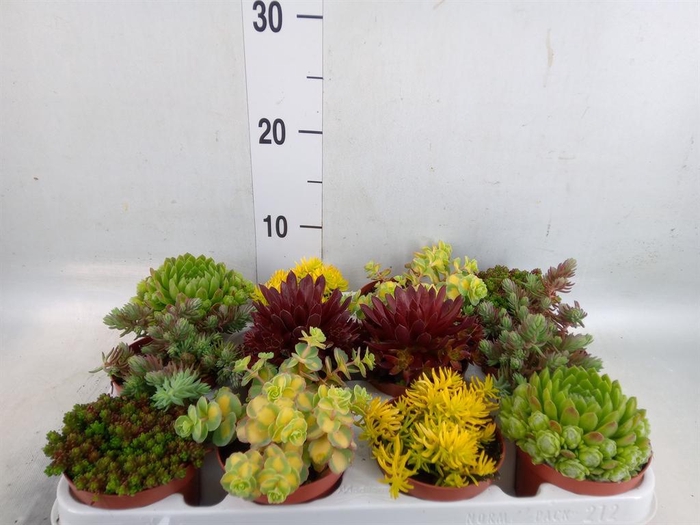 <h4>Rotsplanten   ...mix   [Rock plant]</h4>