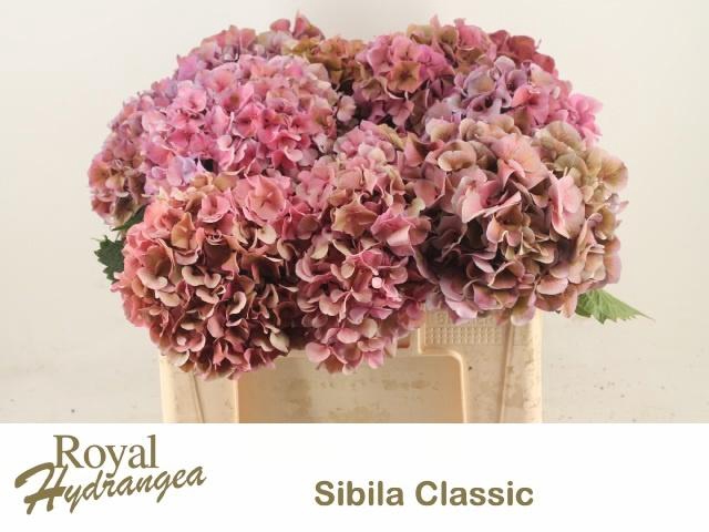 <h4>HYDR M SIBILLA CL RD</h4>