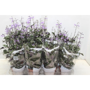 PLECTRANTHUS P14