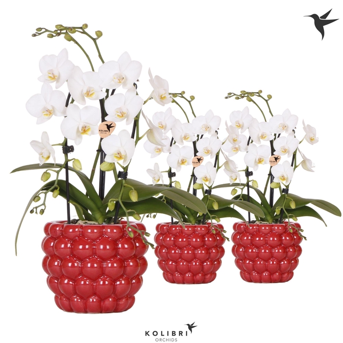 <h4>Kolibri Orchids Phalaenopsis Cascade Niagara Fall white 2 spike in Berry pot</h4>
