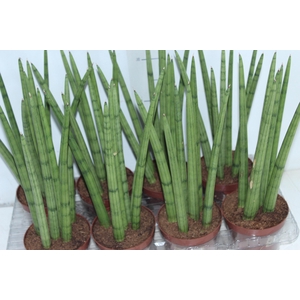 SANSEVIERIA NEW WAY P12