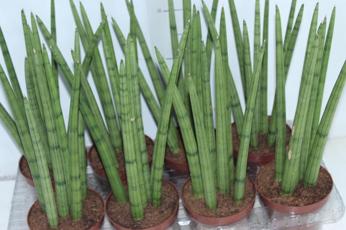 SANSEVIERIA NEW WAY P12