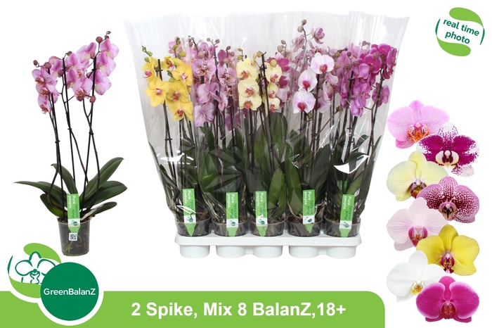 <h4>PHAL GEM 8 KL</h4>