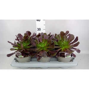 Aeonium arboreum