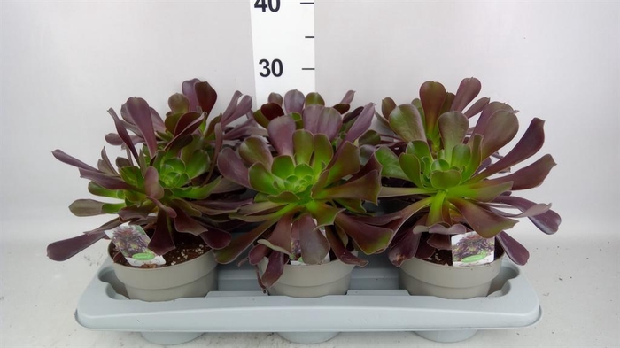 <h4>Aeonium arboreum</h4>