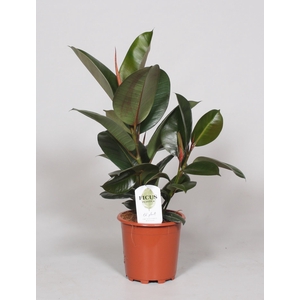 Ficus elastica 'Robusta'