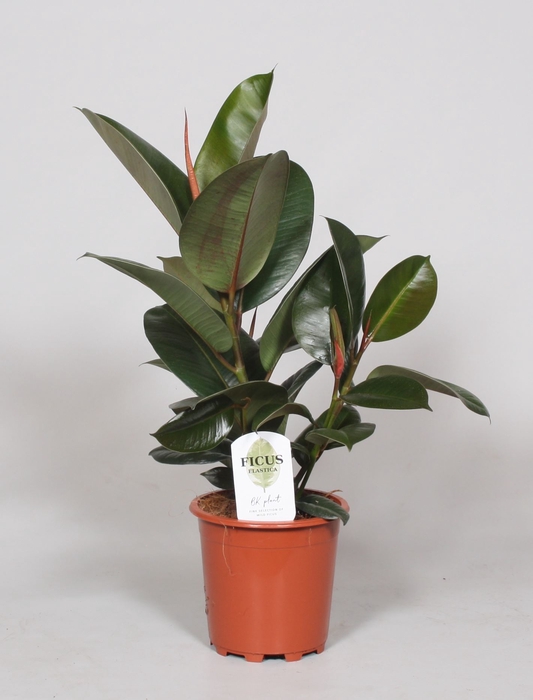 <h4>Ficus elastica 'Robusta'</h4>