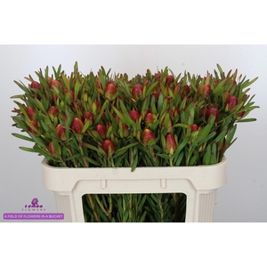 LEUCAD AYOBA CH PEAR