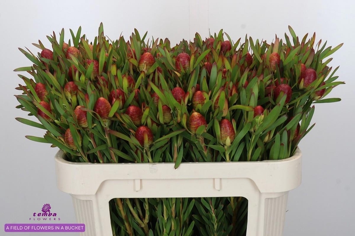 <h4>LEUCAD AYOBA CH PEAR</h4>