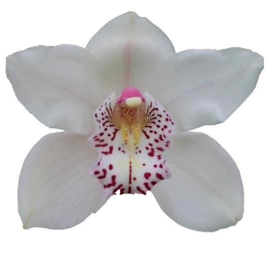 <h4>CYMB T VENEZIA</h4>