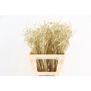Stem Ting Ting Gold Per Stem 65cm
