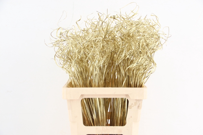 <h4>Stem Ting Ting Gold Per Stem 65cm</h4>