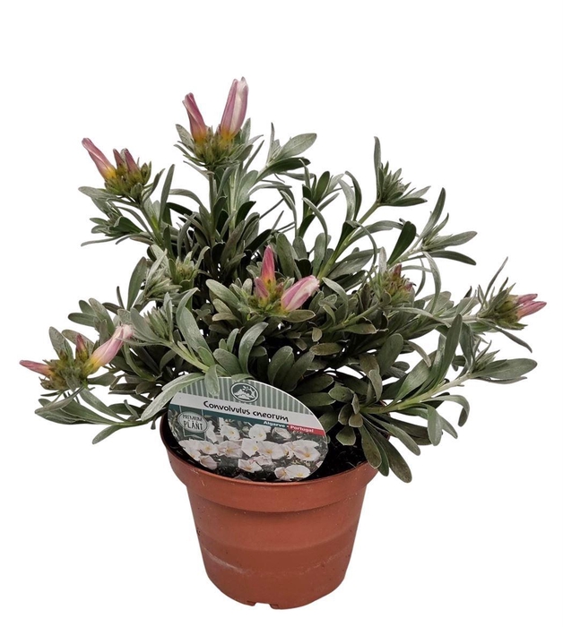 <h4>CONVO CNEORUM</h4>