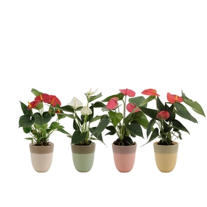 Anthurium 4 color mix in Toronto ceramics