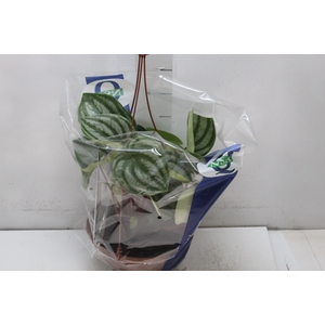PEPEROMIA MELANCIA C21