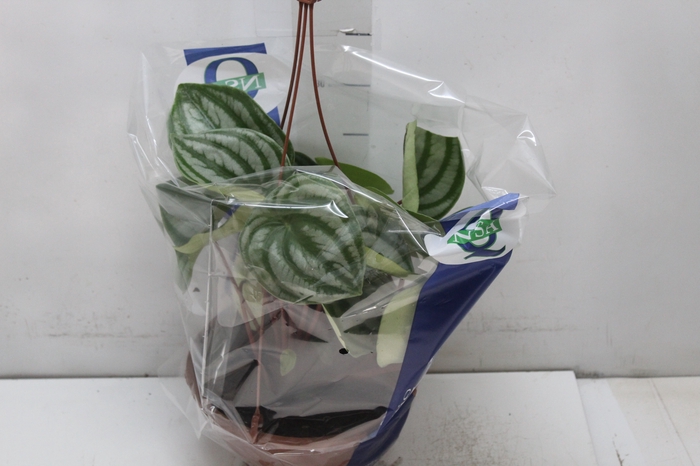 <h4>PEPEROMIA MELANCIA C21</h4>