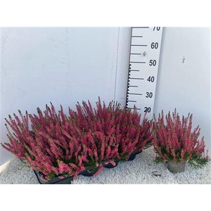 Callu Ga G Franca