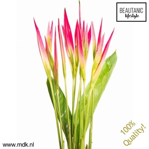 Heliconia Psittacorum Sassy