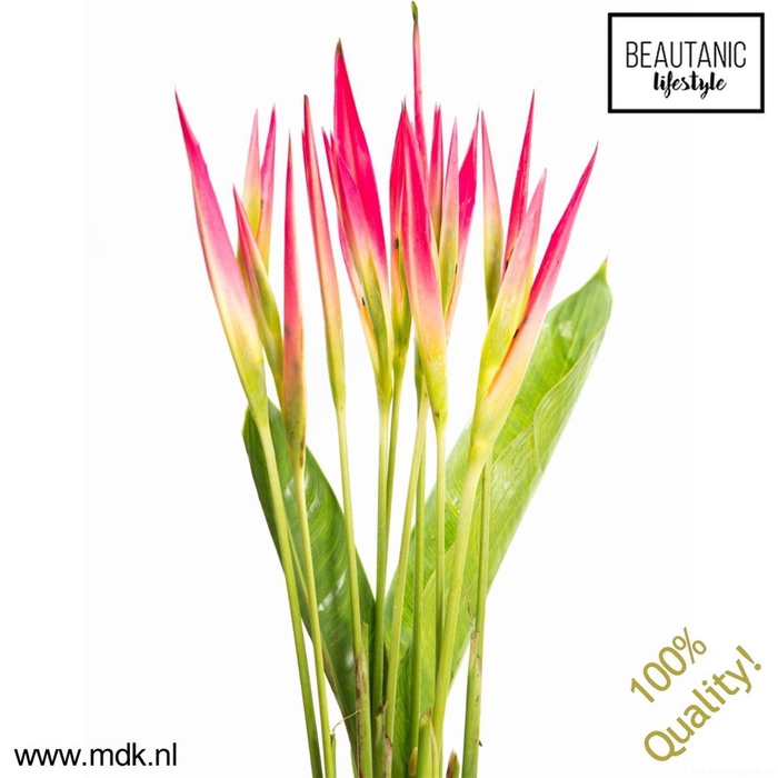 <h4>Heliconia Psittacorum Sassy</h4>