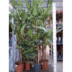 Philodendron  'Silver Queen'