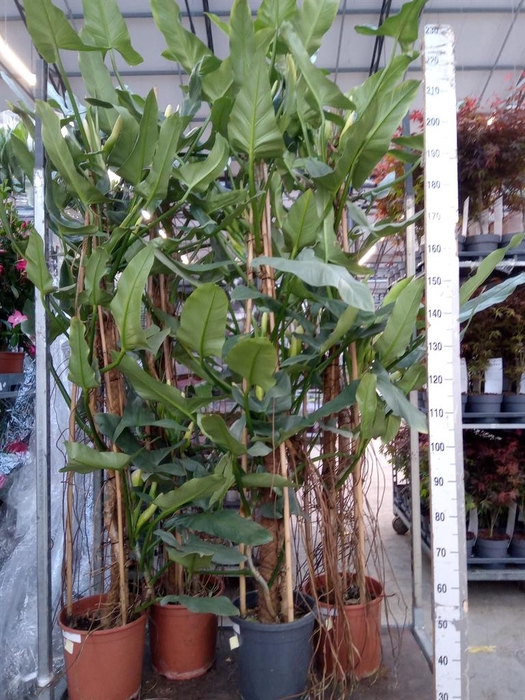 <h4>Philodendron  'Silver Queen'</h4>