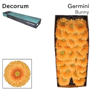 GE MB BUNNY Doos x60