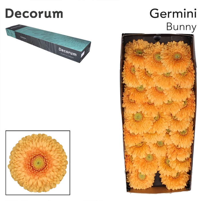 <h4>GE MB BUNNY Doos x60</h4>