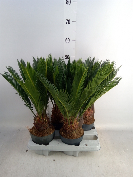 <h4>Cycas revoluta</h4>