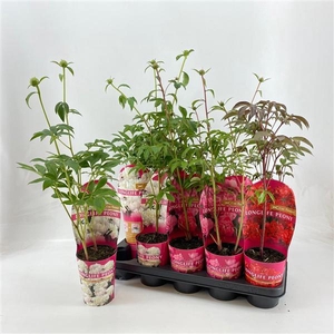 Paeonia 12CM C1 Mix Longlife