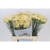 Dianthus St Lege Marrone