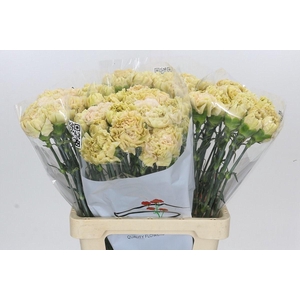 Dianthus St Lege Marrone