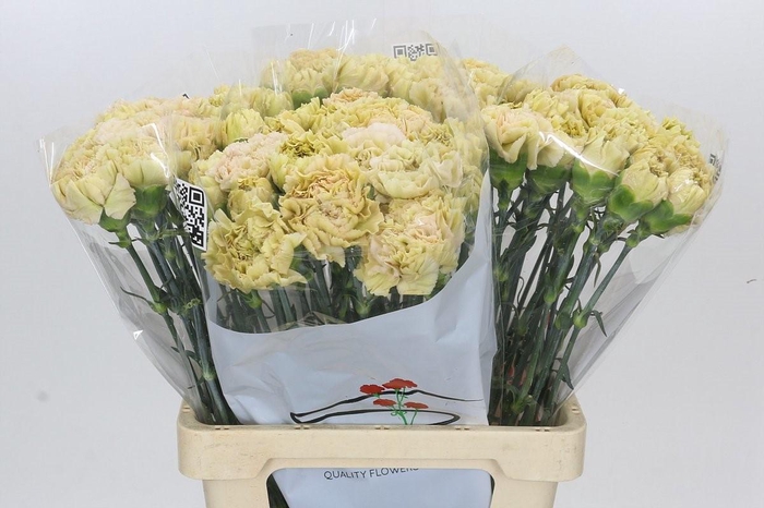 <h4>Dianthus St Lege Marrone</h4>