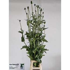 Dipsacus