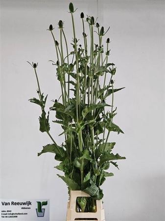 <h4>Dipsacus</h4>