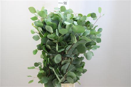 <h4>EUCA POPULUS ZONDER BES</h4>